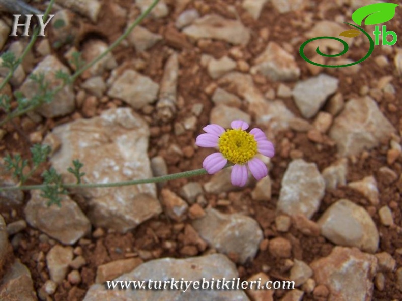 ssp carnea-Elmalı-Antalya