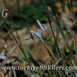 ssp ibericus-İspir-Erzurum