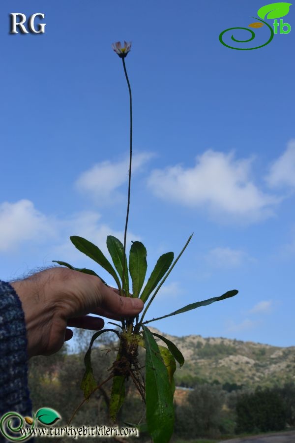 Datça-Muğla