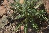 ssp acanthoides-Sandras