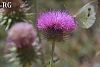 ssp acanthoides-Sandras