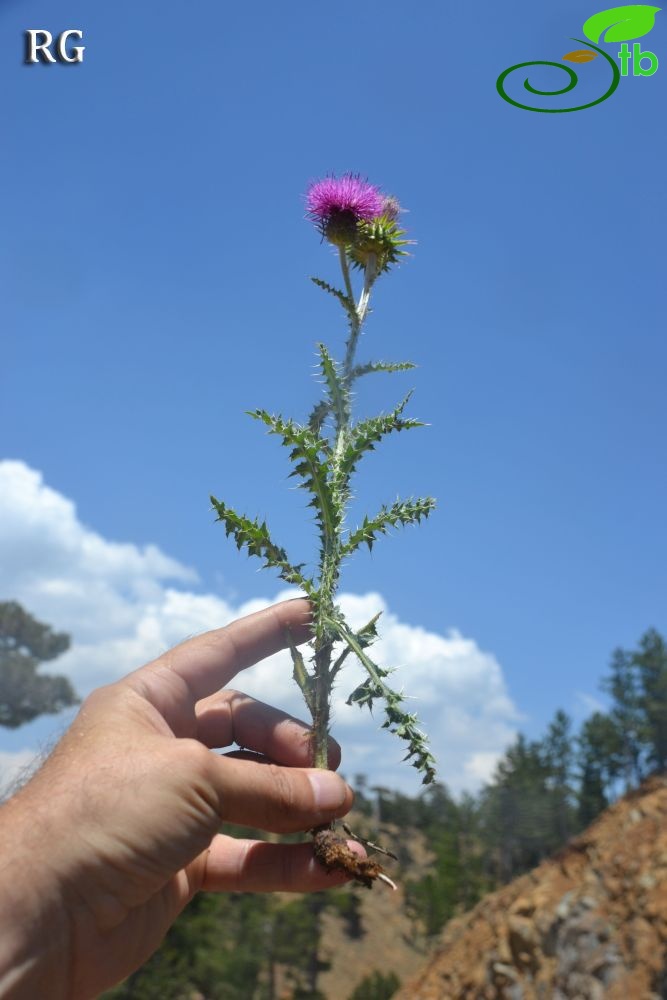 ssp acanthoides-Sandras