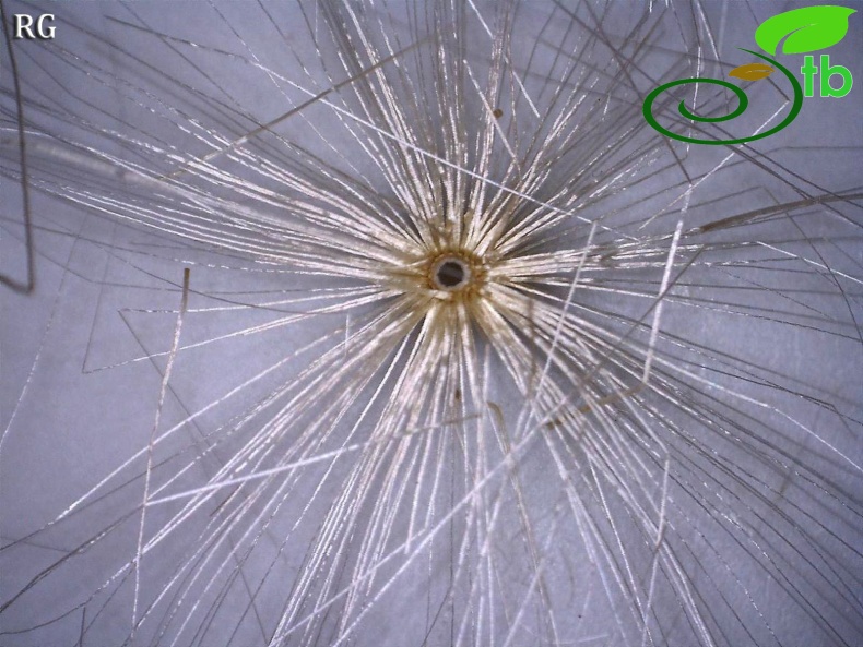 Pappus