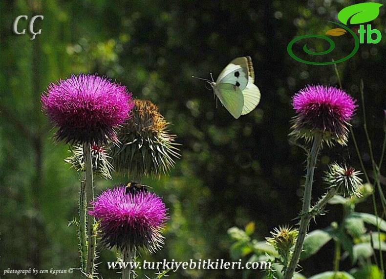 İzmir