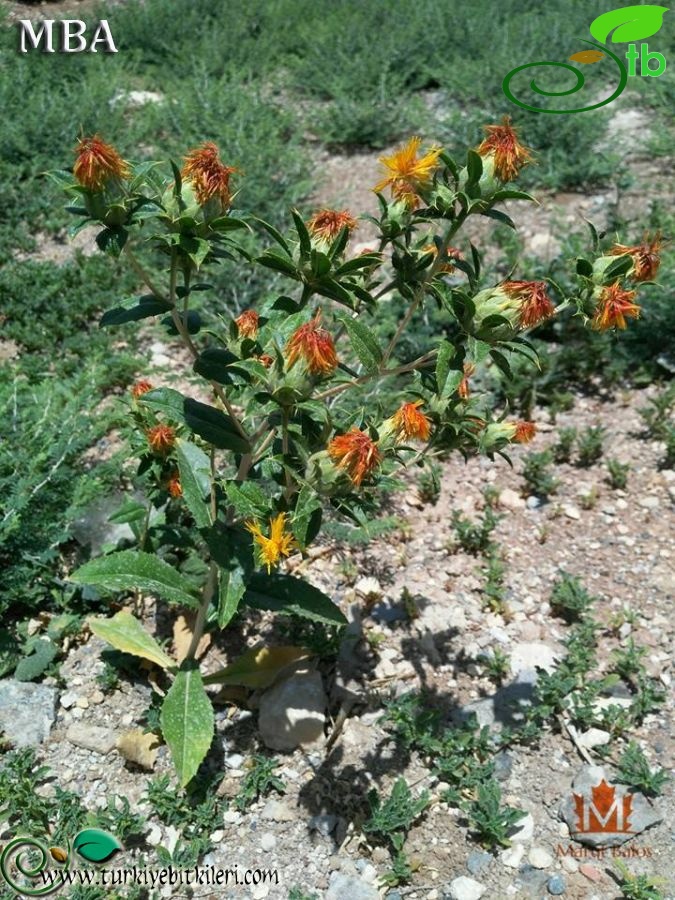 Şanlıurfa