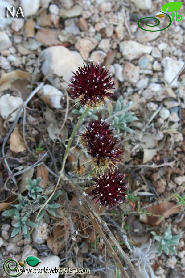 var antiochia-Hatay