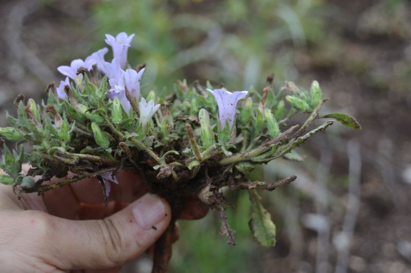 Campanula lyrata Sandras DSC 7644