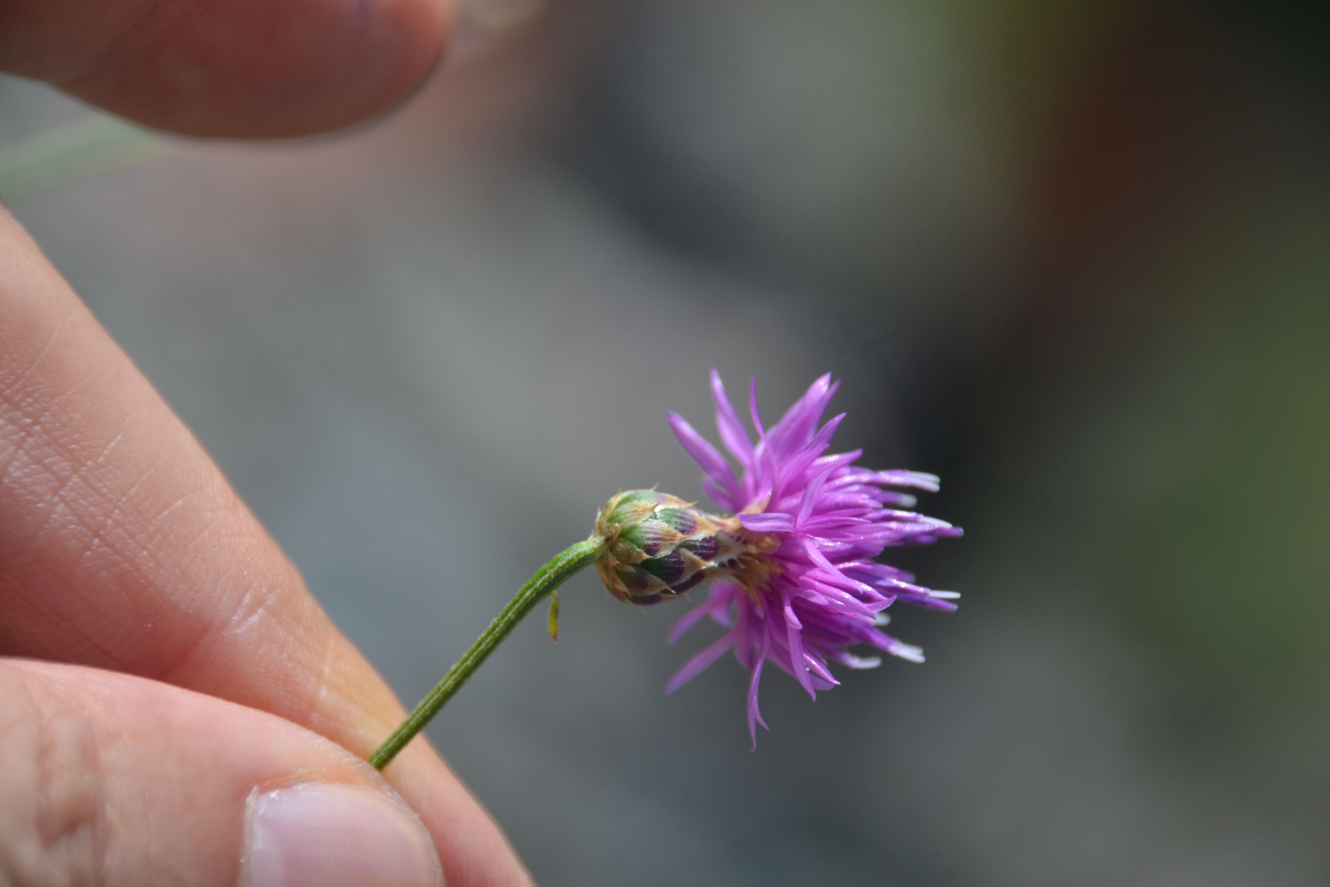 Centaurea polyclada Mugla Kale DSC 7822