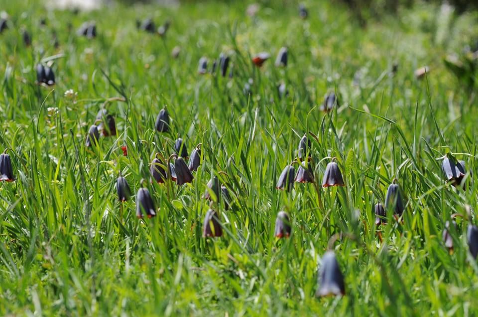 Fritillaria ozdemir elmasiiBE RO5