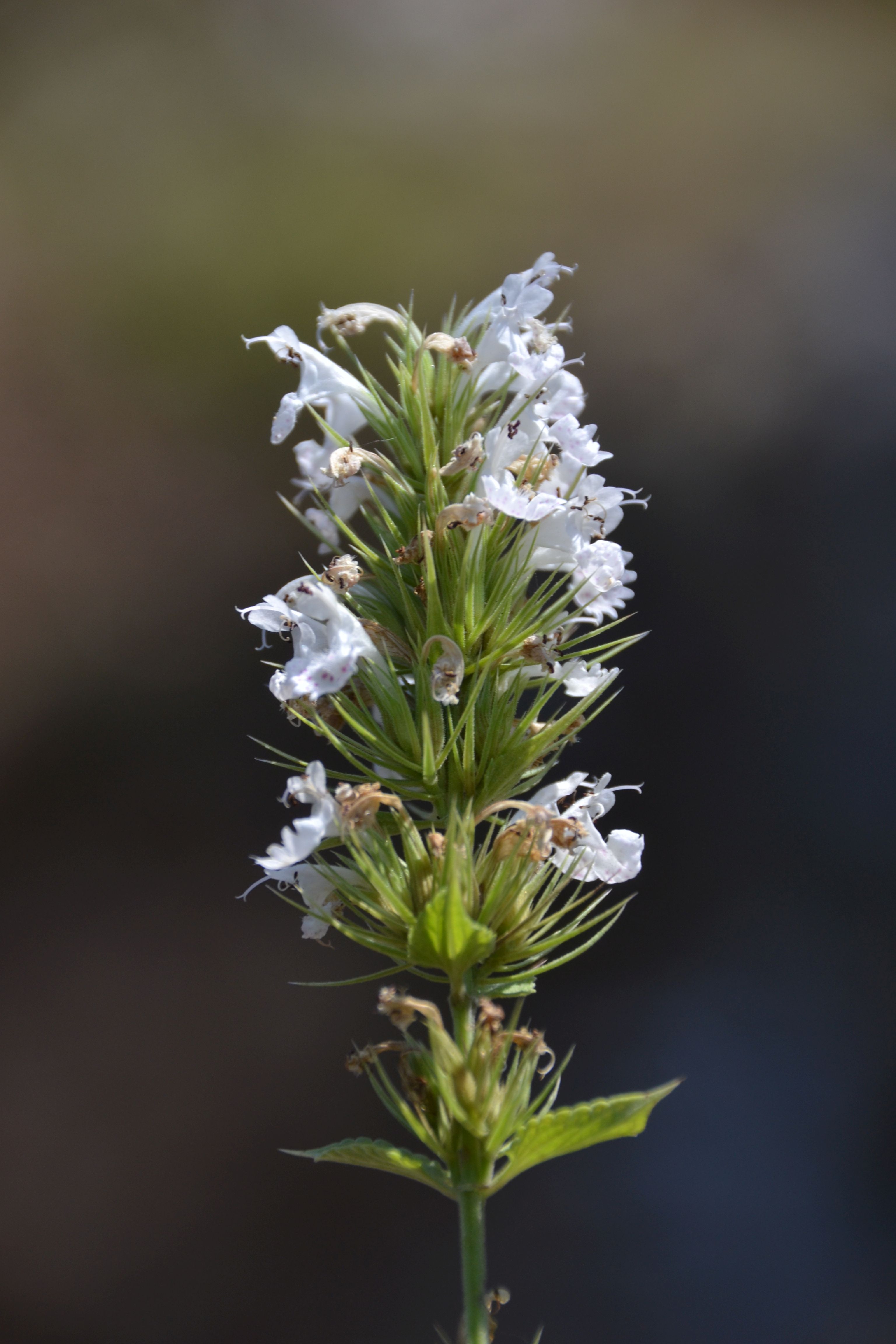 Nepeta cadmea Ula Kale DSC 7830