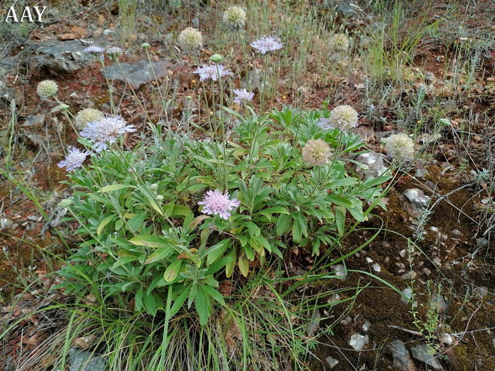 Scabiosa variifoliaAAksoyKas