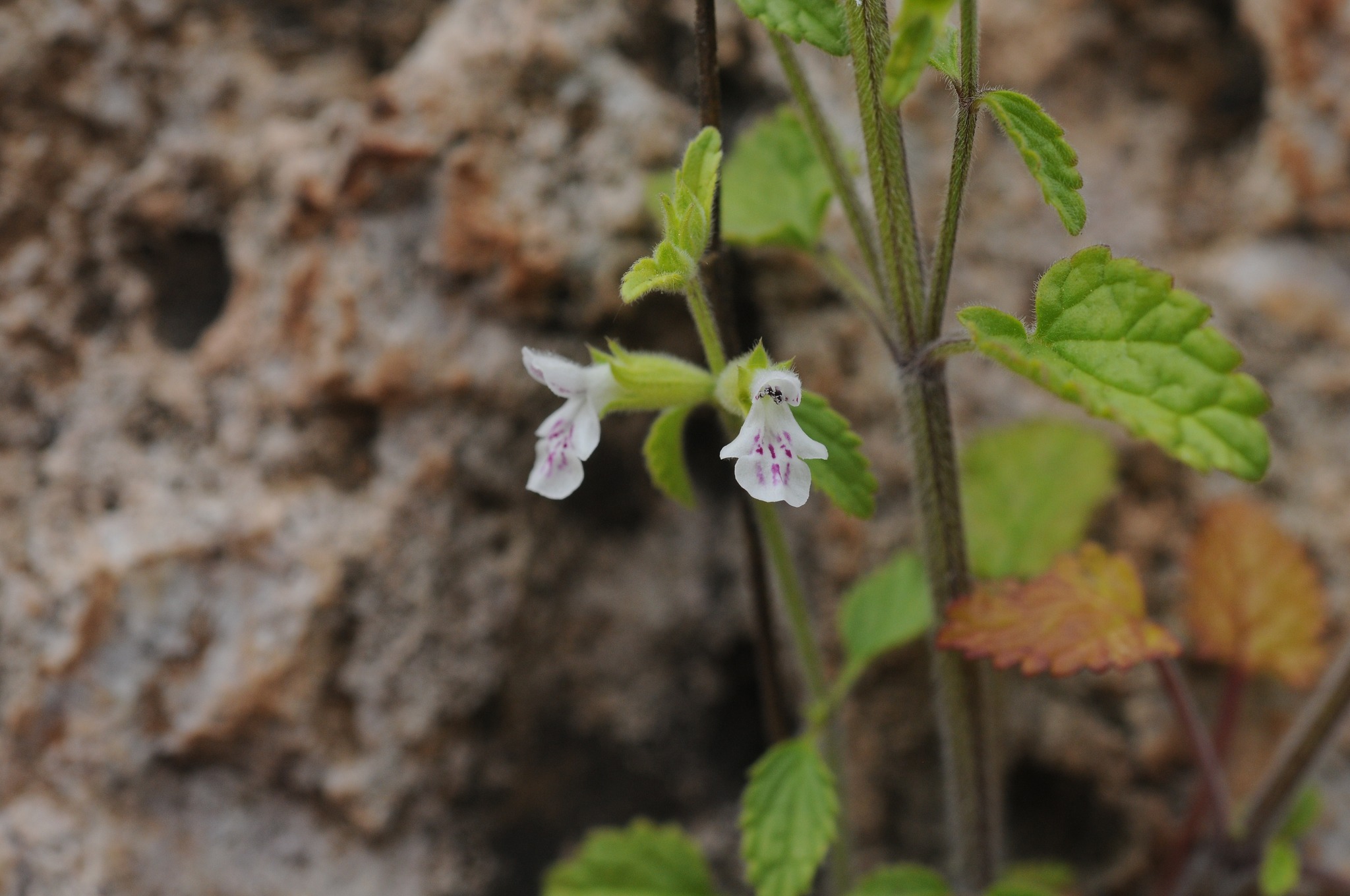 Stachys cuhaciogluiHYİZmir5