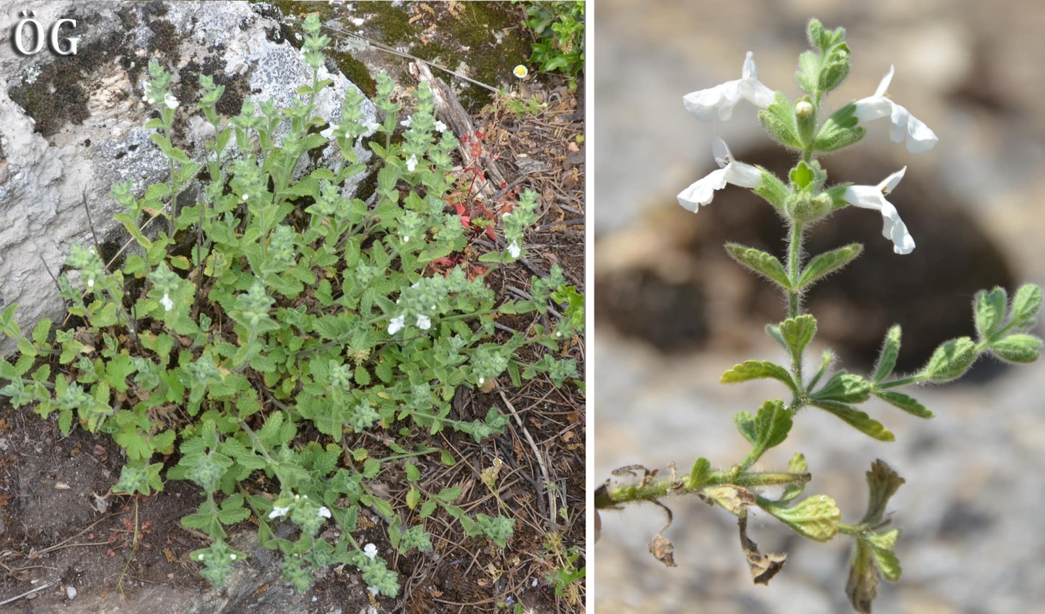 Stachys milasensisOzalguner