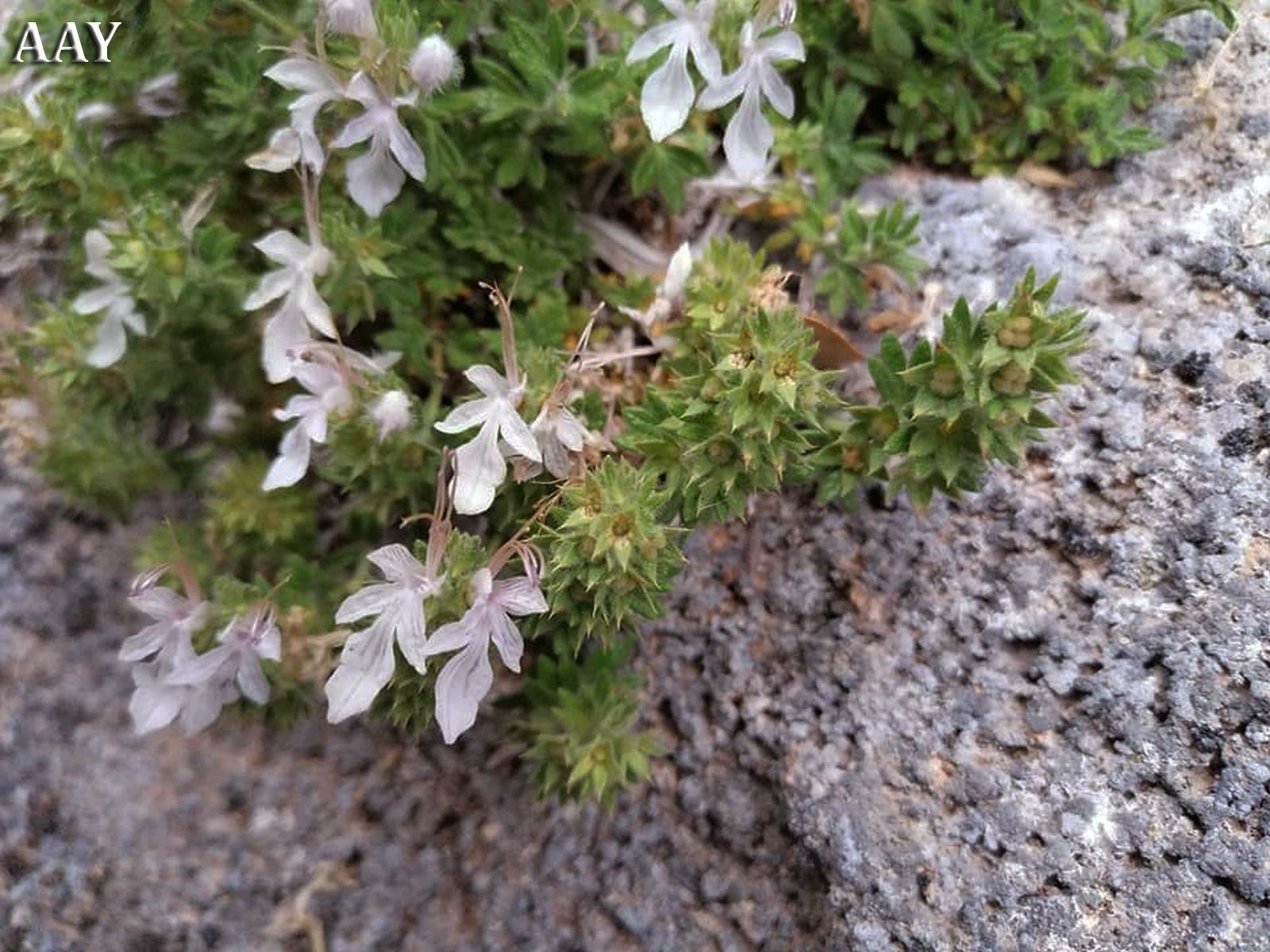 Teucrium semraeAhmetAksoyFethiye