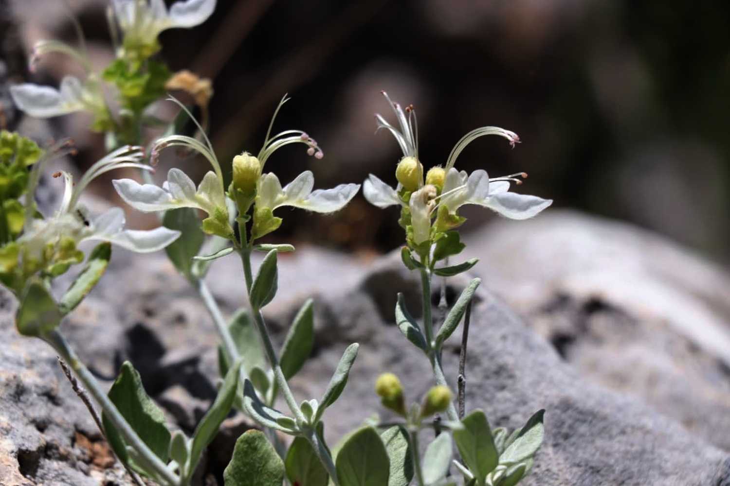 Teucrium turcicumÖÇeçen