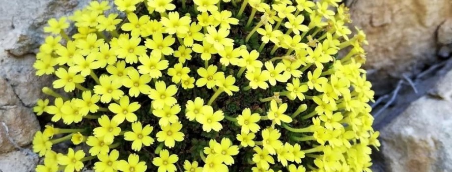 Dionysia zeynepiaeYBGHatay