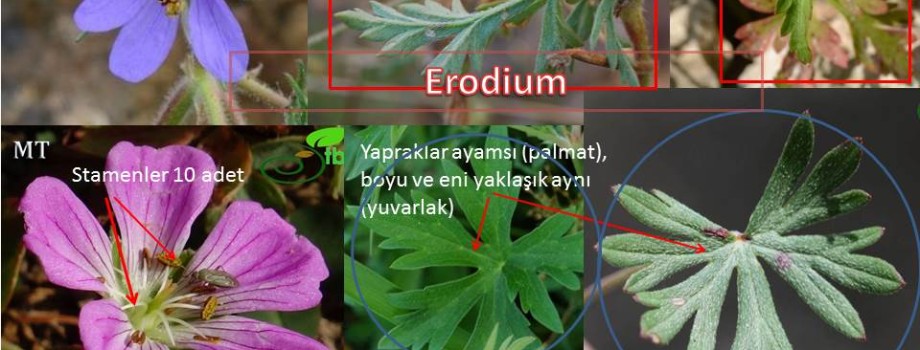erod-gera.jpg