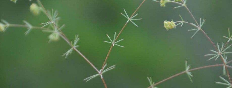 Galium globuliferumRÖFEthiye