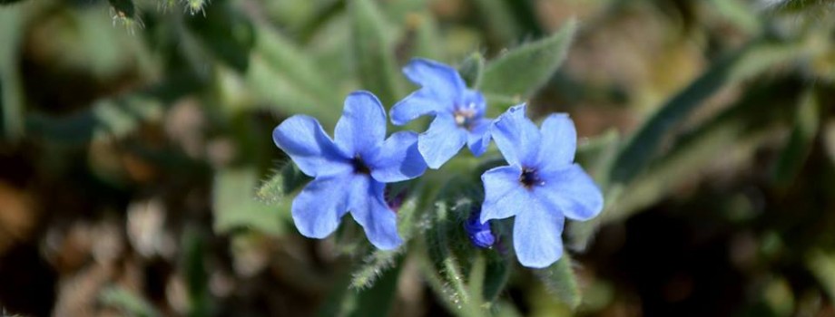 Alkanna strigosaHY2