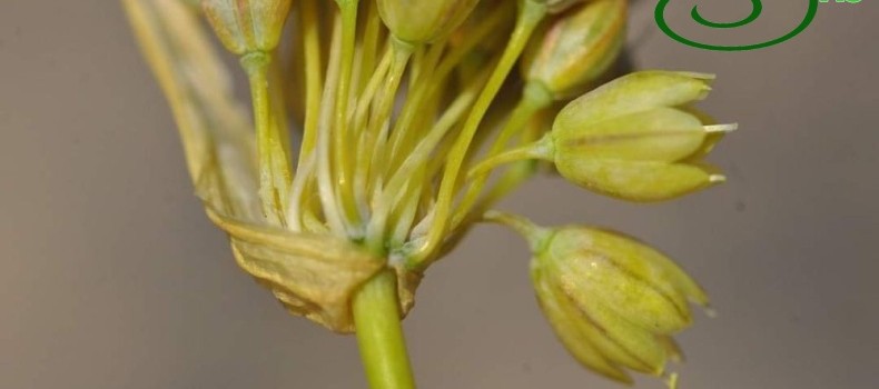 Allium ahmet tirasii