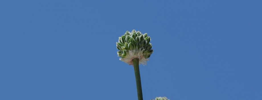 Allium yamadagensisHYMalatya5