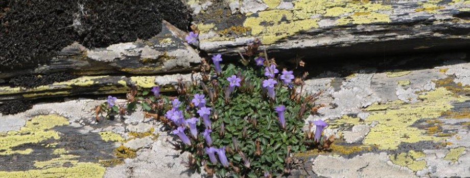 Campanula leblebiciiHYIzmir4