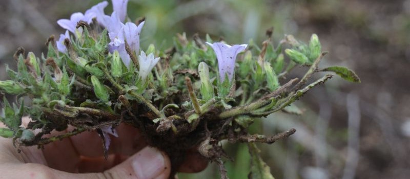 Campanula lyrata Sandras DSC 7644