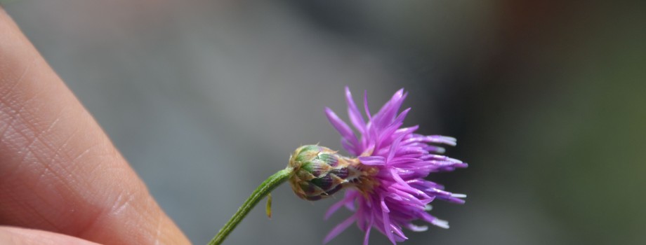 Centaurea polyclada Mugla Kale DSC 7822