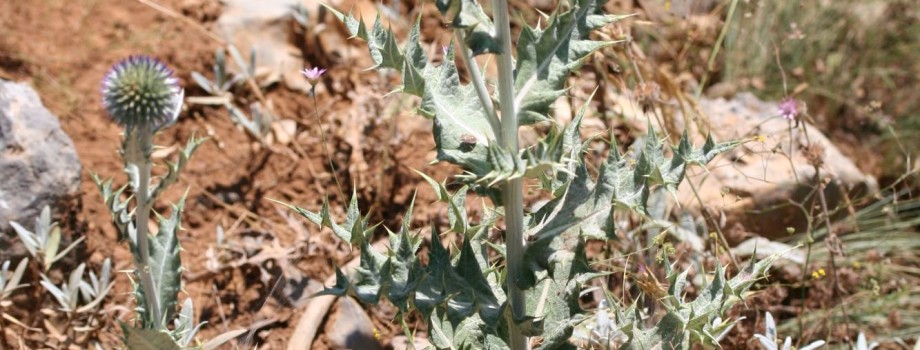 Echinops pannosusCemVuralMersin1