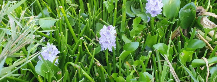 Eichhornia crassipesBELDAlaman4