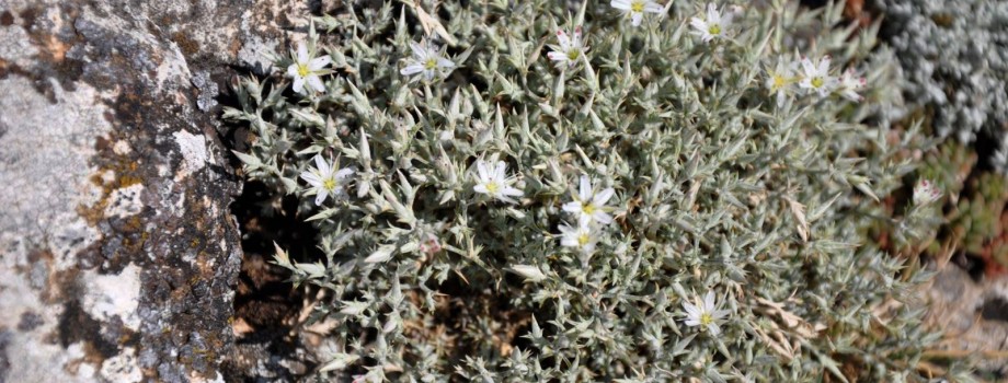 Minuartia alpuensis