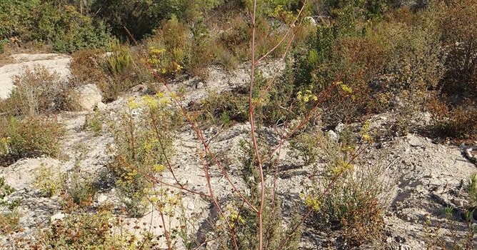 Peucedanum guvenianumHY