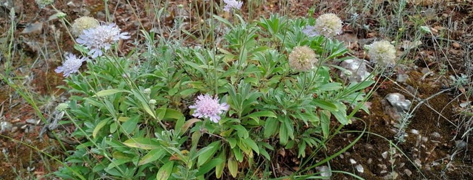 Scabiosa variifoliaAAksoyKas