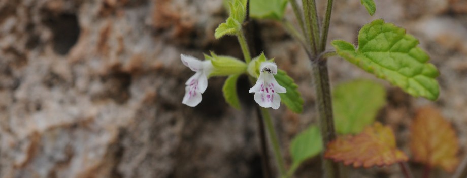 Stachys cuhaciogluiHYİZmir5