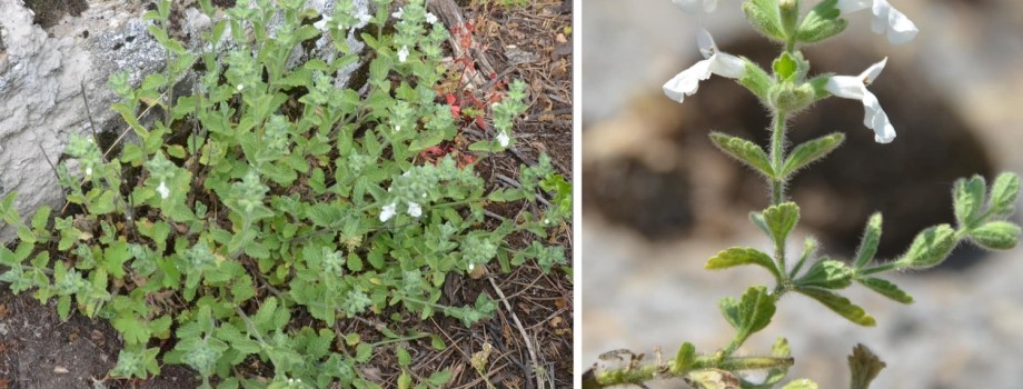 Stachys milasensisOzalguner