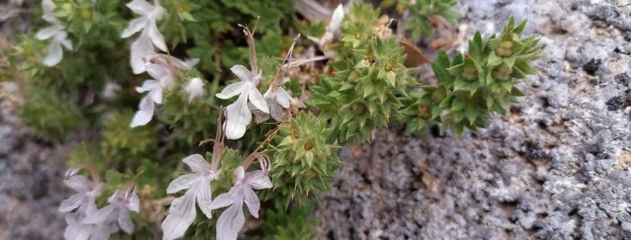 Teucrium semraeAhmetAksoyFethiye