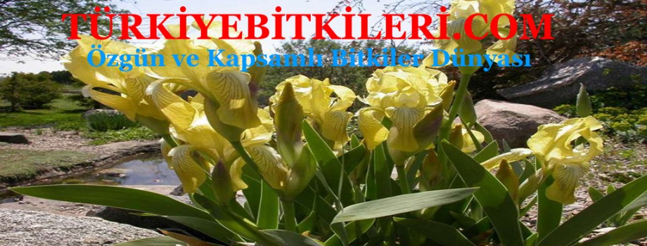 genel