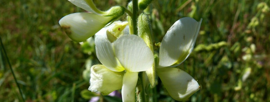 Onobrychis_silvanensisPC_PR2.jpg